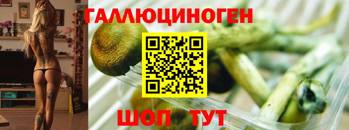Галлюциногенные грибы Psilocybine cubensis Электросталь